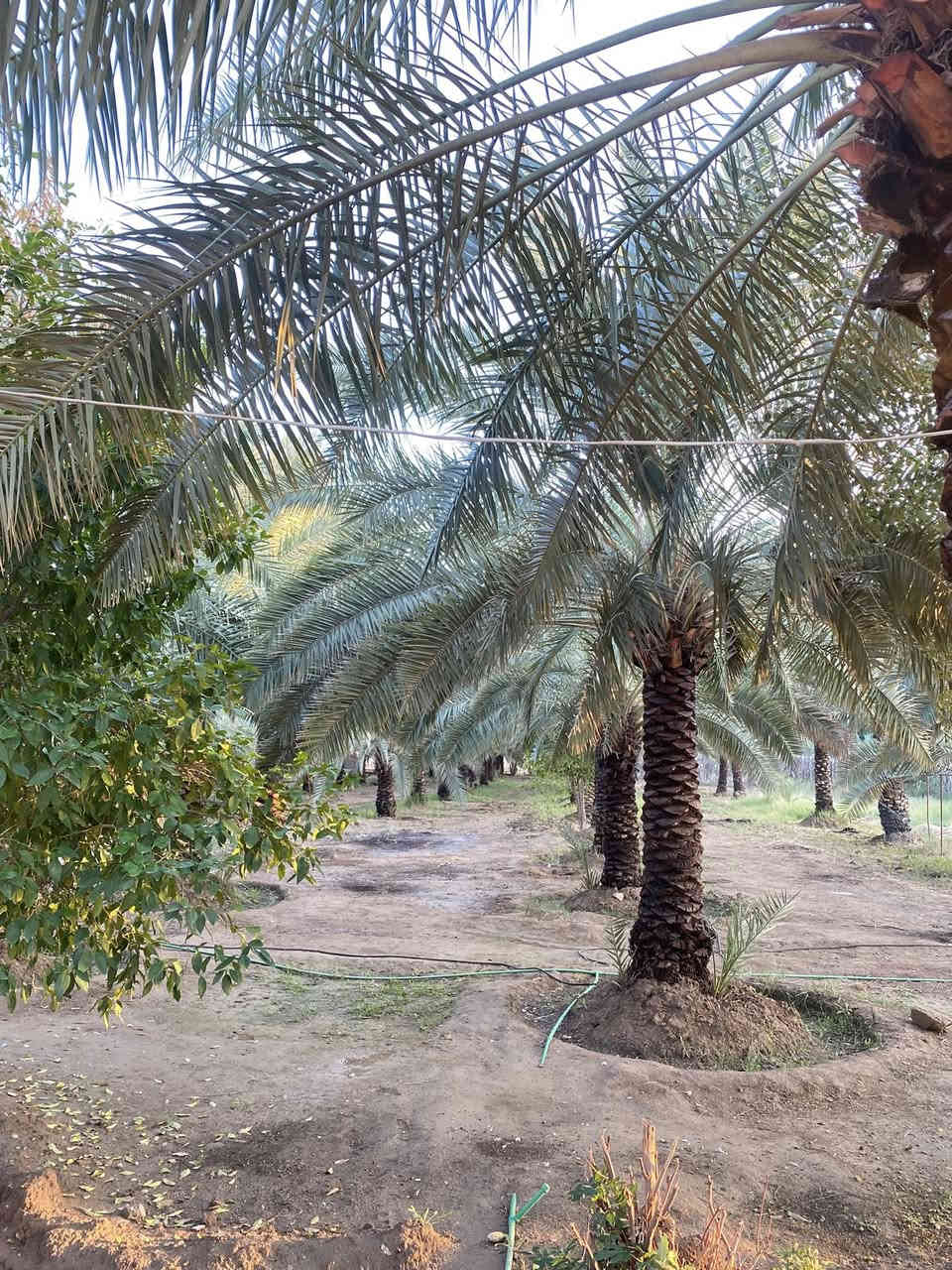 بستان للبيع في القريه البيضاء 
مساحه البستان 4000متر 
يحتوى على دار سكني حديث 
متوفر ماء + كهرباء 
يبعد عن السده 50 متر 
للاستفسار مراسله الصفحه 
او الاتصال على الرقم ***********
