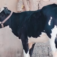 بچر فريزي • خشنة فول • الشرقاط