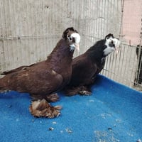 زوج حمر دهنيات تحجال صروال 7 كصب طيور شغالات ضمان بيض شد مكان بغداد بل...