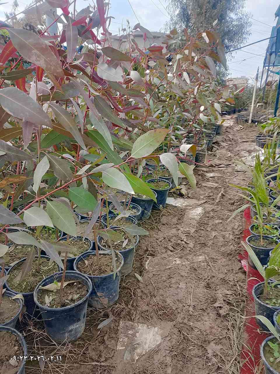 يوجد لدينا شتلات دادونيا طولها 50الى 70 سم
وكالبتوس طولها من 90الى 130سم 
للبيع بل جملة للتواصل اتصل على الرقم ***********
