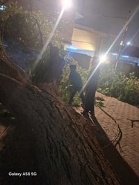 قطع الاشجار مجاني07739761835 بي واتساب