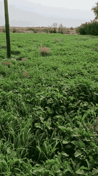 نعيد النشر بسسب الوعود الكاذبه 40دونم شرط للبيع المكان الحي للاستفسار اكثر ***********
