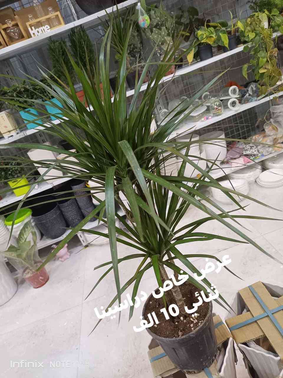 عرض خاص... ليوم الجمعة...الانبار الرمادي العزيزية مكان الجديد...من جهة شارع العام  شارع ميسلون  اول فرع على اليمين *********** ... يوجد توصيل داخل الرمادي. @الجميع
