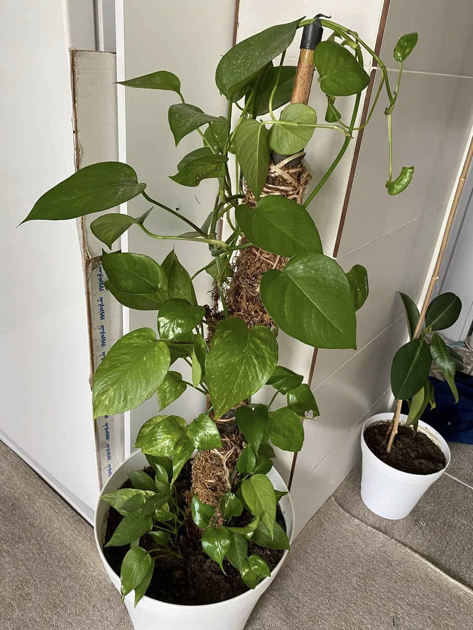 ‎ئەم کولانە ب فروشتن لە سلیمانی مەسج بکە ئەکەر ویستت


**إذا كنت صاحب هذا الإعلان وتريد حذفه لأي سبب، رجاءا أرسل رسالة إلى الدعم الفني**