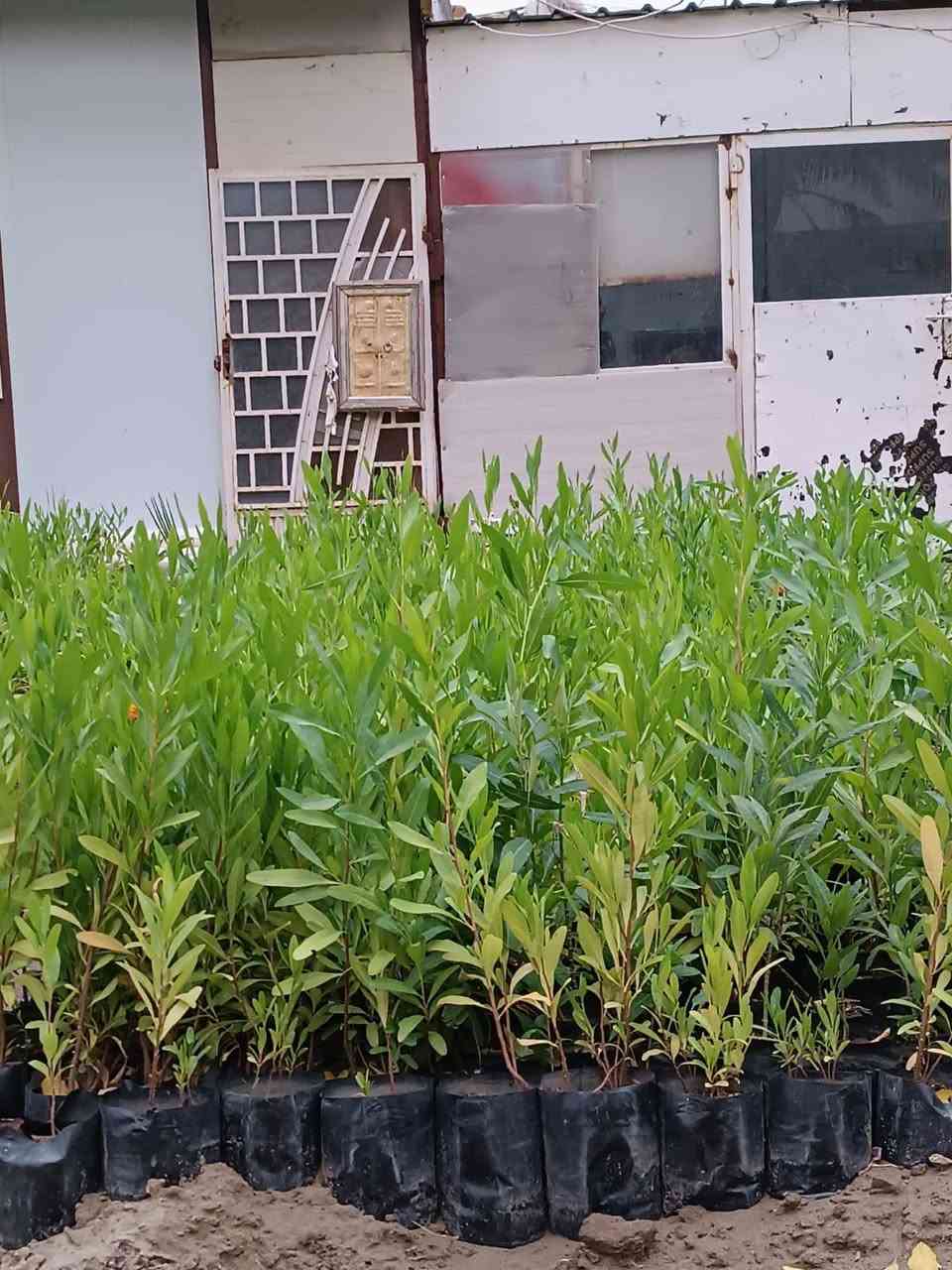 عرض خاص لأصحاب مشاتل الجملة 
يتوفر لدينا ددونيا  مثل ماموضح بالصور
✅️سعر شتلة 250 ربع دينار   جملة فقط 
للاستفسار اتصال على الرقم 
📞***********
📍العنوان // بغداد _ الكريعات 
#مشاتل #ددونيا #زراعة #بغداد #أشجار 
#مشتل_حجي_لؤي
