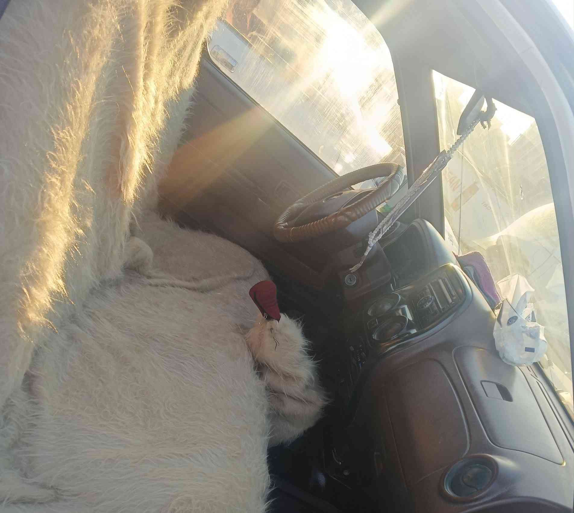 من رخصه لادمن
نيسان 2013 للبيع كفاله عامه 
مكان سماوه قضاء الخضر 
سعر137وبيهة مجال انامكلف بنشر 
هذأ رقم صاحب سيارة ***********
