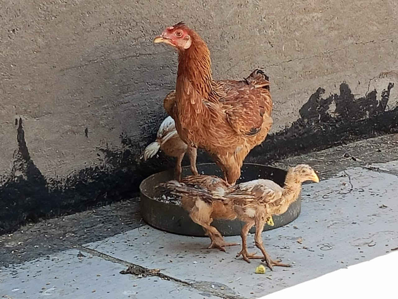 للبيع ديج كوجي 
دجاجات عرب نثايه بياضات العدد3
بسعر مناسب


**إذا كنت صاحب هذا الإعلان وتريد حذفه لأي سبب، رجاءا أرسل رسالة إلى الدعم الفني**