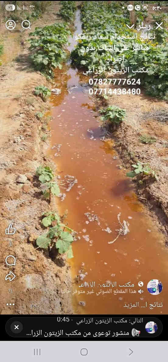 مكتب الزيتون الزراعي – بإدارة المهندس جمال السامرائي
واســط / قضاء الزبيديــة

 سماد "ريفكو"  سعر الطن ١٦٠ الف مطروح بالزبيدية 
سماد دواجن  معقم مبستر خالي من الفطريات و البكتريا وبذور الادغال 

فوائد سماد ريفكو:

ينشّط التربة ويزيد من نسبة الأوكسجين الضروري لجذور النبات.

يُغذي النبات بالعناصر الكبرى (NPK) بشكل طبيعي ومتوازن.

يحسّن قدرة التربة على الاحتفاظ بالرطوبة، ويقلل من تكرار الري.

ينشّط الكائنات الحية الدقيقة النافعة، ويعيد الحيوية البيولوجية للتربة.

يرفع خصوبة التربة ويُحسّن بنية الأرض الزراعية على المدى البعيد.

آمن وفعّال لجميع أنواع المحاصيل (الخضر، الحبوب، الأشجار المثمرة).

يساعد في تقليل الملوحة وتحسين امتصاص العناصر الغذائية.

للاستفسار عن كمية وطريقة الاستخدام:
***********
***********

مكتب الزيتون الزراعي – ثقة المزارعين وخبرة المهندس جمال السامرائي
