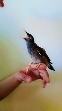 سامراء • فول • توصيل