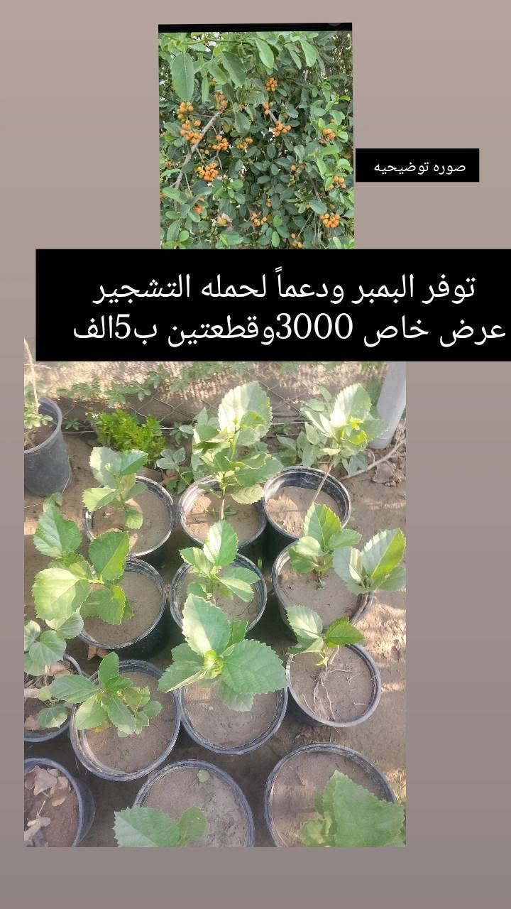 (بسم الله))
((مشتل الأنوار))🌻🌷🌵
يعلن مشتل الأنوار عن توفر كافة النباتات الزينه والحمضيات داخل المشتل وبأسعار تنافسيه 🔥🔥
زورونأ في العنوان الدائم🔥🔥
العنوان الصويره الشارع العام مطعم هنداس مجاور مجمع أبو زهراء للسيراميك 🔥🔥 
للتفاصيل اكثر داخل الصور 
ويوجود خدمه توصيل مجاني 🚛 🚚 🚗


**إذا كنت صاحب هذا الإعلان وتريد حذفه لأي سبب، رجاءا أرسل رسالة إلى الدعم الفني**