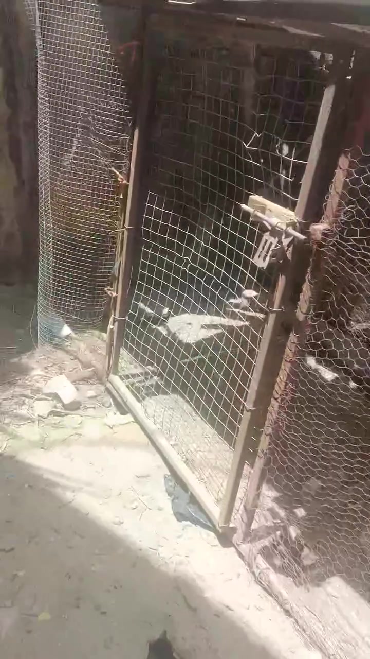 للبيع


**إذا كنت صاحب هذا الإعلان وتريد حذفه لأي سبب، رجاءا أرسل رسالة إلى الدعم الفني**