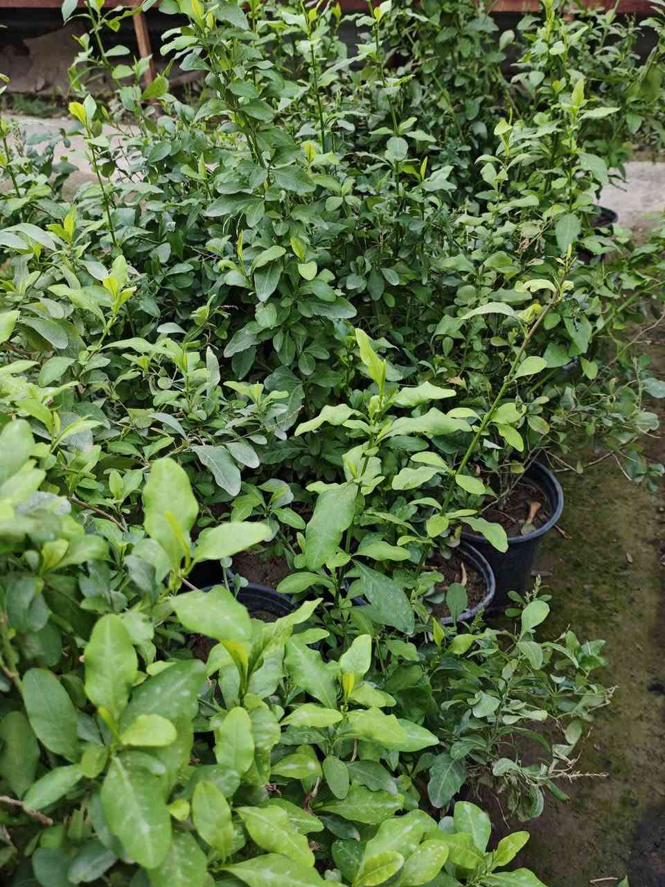 🌿يعلن عن توفرت شتلات الياسمين الأزرق (Blue Jasmine) 🌿

💰 السعر: 6 آلاف دينار
📏 الارتفاع: أقل من متر
🚚 التوصيل: متوفر لجميع محافظات العراق

🌱 المواصفات:
نبات زينة مميز بلونه الأزرق الهادئ 💙، يزهر بكثافة ويعطي شكل راقي ومرتب للحديقة بدون تعب

☀️ التحمل:
يتحمل حرارة العراق العالية 🔥 ويتحمل الشمس المباشرة لفترات طويلة، مقاوم للجفاف نسبياً 💧 ويعيش بظروف مختلفة، قوي وسريع التأقلم ومناسب للأجواء الحارة

🌺 المميزات:
✔️ يعطي منظر أنيق ومرتب للحديقة
✔️ مناسب للتزيين حول الجدران والممرات
✔️ نمو سريع ويغطي المكان بشكل جميل
🌟 خلي حديقتك تحچي بذوقك وتتميز عن غيرها 🌟

#نباتات #ورد #متسلق #ياسمين_ازرق #جميل #مشتل #جوده


**إذا كنت صاحب هذا الإعلان وتريد حذفه لأي سبب، رجاءا أرسل رسالة إلى الدعم الفني**