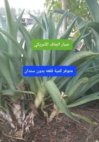 للحجز والاستفسار على رقم   الواتس اب 07733412409 بغداد, العراق