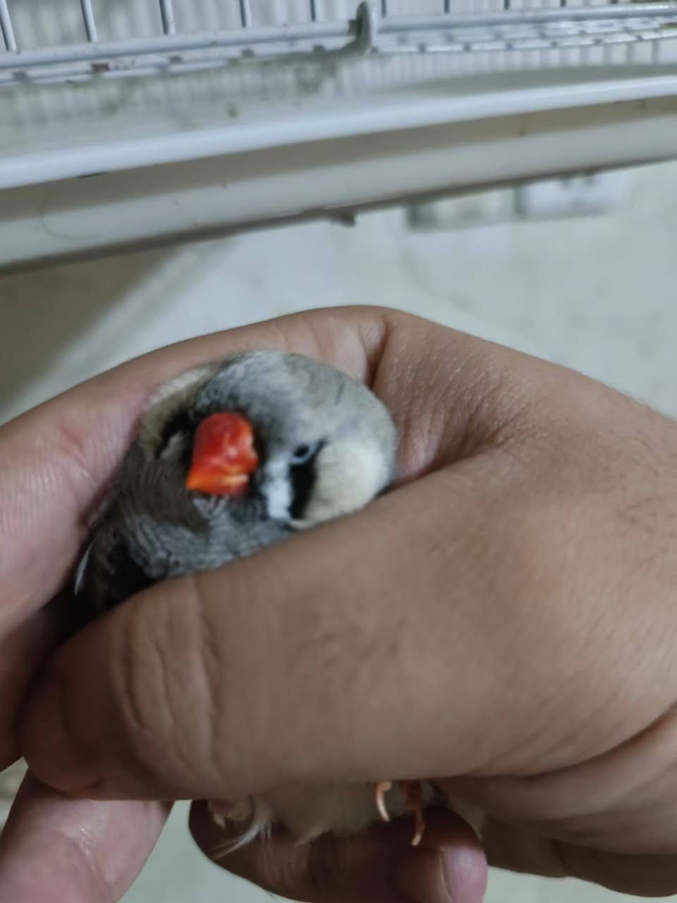 سلام عليكم المنشور صاحب الخبره بل فناجس ركززز عل فديو  والحجام
طيره وفحل فول اورنج حجم سوبر خشن + تك فحل نورمل حجم انكليزي  صحه بفضل الله ✅
المكان النجف حي العسكري 
السعر 130 شراي راسلني وتدلل


**إذا كنت صاحب هذا الإعلان وتريد حذفه لأي سبب، رجاءا أرسل رسالة إلى الدعم الفني**