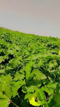 متوفر بذور بانيه اللبلوبه بتره المشرحه نفس بالصوره شراي يجي خاص أبو يع...