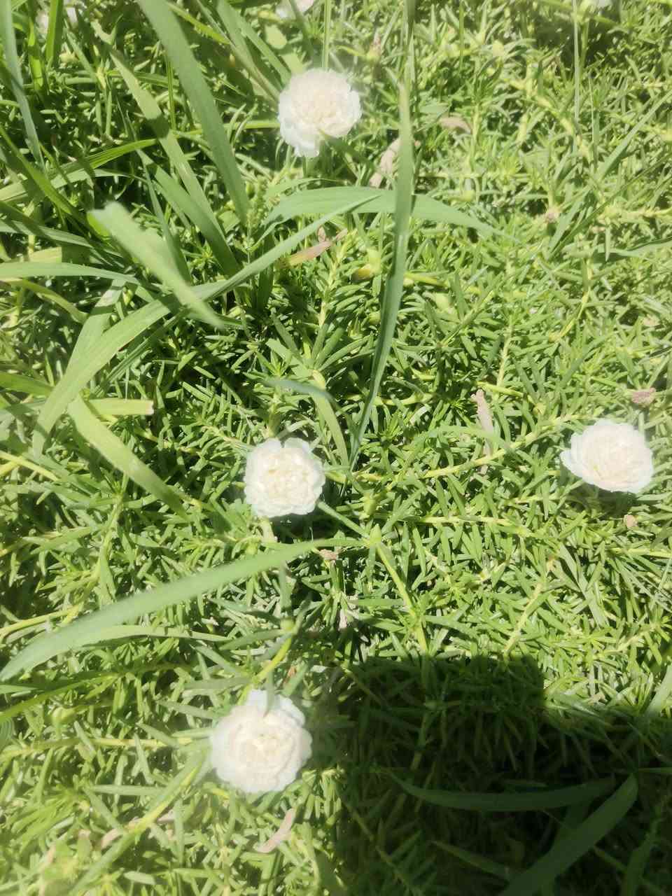 الورد هو أجمل ما قد يتلبس فيه السلام... 🌸
متوفر لدينا سنادين ورد الصباح الوان مشكلة 
💰 سعر السندانة: 1000 دينار  أقل طلبية: 5 سنادين، مع أقلام ورد الصباح مجاناً.
📍 العنوان: – شارع زوبع الصوب الصغير مشتل العذاري 
يتوفر توصيل داخل غماس الف دينار التوصيل


**إذا كنت صاحب هذا الإعلان وتريد حذفه لأي سبب، رجاءا أرسل رسالة إلى الدعم الفني**