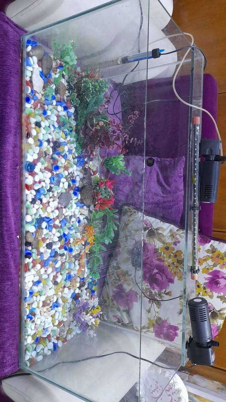 للبيع حوض سمك زينه كامل غراضه الطول متر ١٠٠سم والارتفاع ٤٠سم والنزال ٤٠سم جام ثخين الحوض مرتب


**إذا كنت صاحب هذا الإعلان وتريد حذفه لأي سبب، رجاءا أرسل رسالة إلى الدعم الفني**