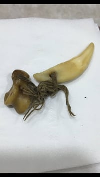 كعب الذيب • جلب الحظ • علاج المفاصل