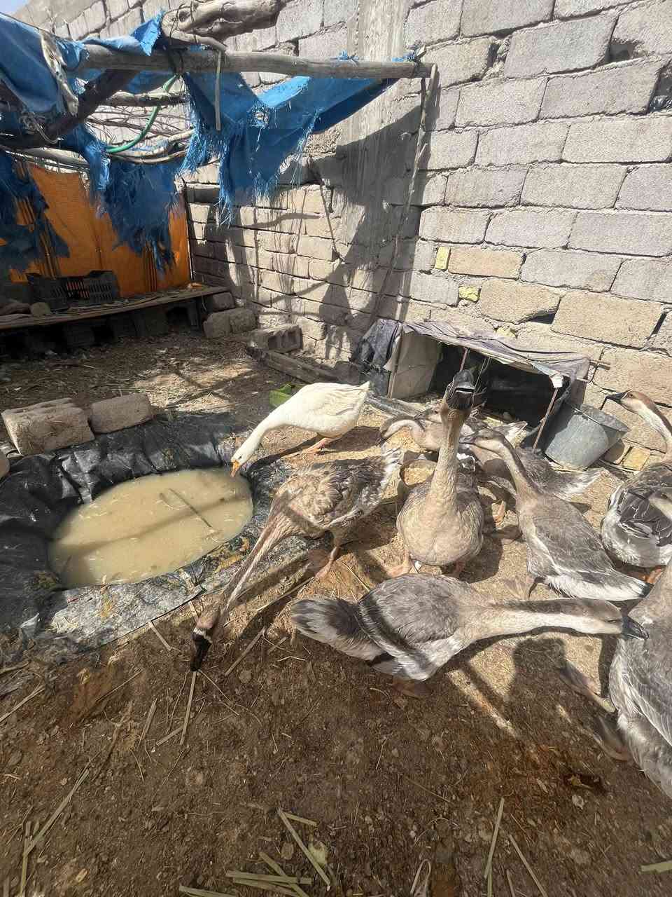 متاح نثايه ثنين وحده بياضه كوبرا و ٥ مخاليف  العدد( ٧ )السعر  ١٥٠.         فقاسه فول وتماتيك تشيل ٢٣٠ بيضه.  سعر الفقاسه ١٧٥.  المكان قضاء #الجبايش. ***********

