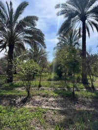 دوانم شط العرب • أنصاف دوانم • دور سكنية