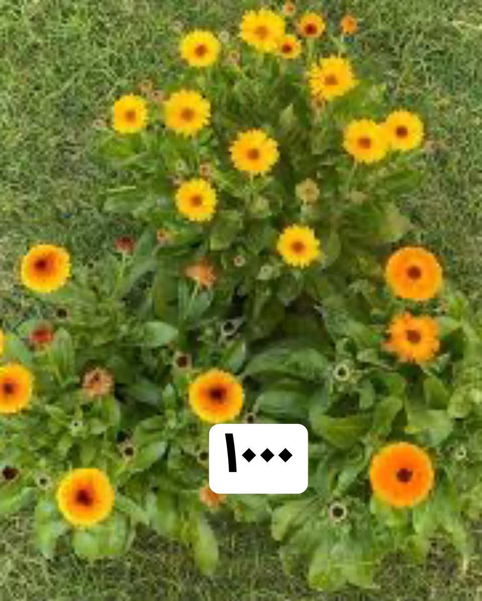 نباتات العيد 
وجبة مميزة من النباتات الخارجية
جمبد روز وبيبي روز 
نبات السرو
مكحلة بانواعها
مكحلة بنفسجي 
لسان العصفور 
تراجي العروس
بازلاء عطرية
نعناع
عطر الشاي 
اكليل الجبل
ورد موسمية متنوعة
وباسعار مناسبة جدا

🚚 توصيل فقط
#Jouriyyah_plants #نباتات #موصل #ديكور #زراعية #هدايا #استشارات #زراعية


**إذا كنت صاحب هذا الإعلان وتريد حذفه لأي سبب، رجاءا أرسل رسالة إلى الدعم الفني**