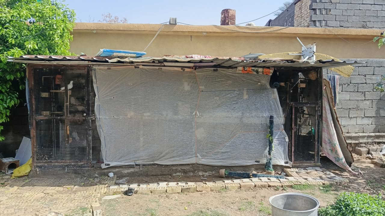 محميه   طول 5 ونص 
العرض  الحالي متر ونص    يتغير العرض حسب  الستخدامه   الرتفاع. سنتر واحد مترين 
السقف چينكو مغلون  ثقيل 
شبك مغلون  ومال فناجس  ثقيل. 
 سعر 500 وبيه مجال 
***********
