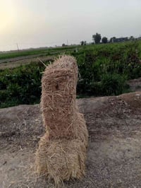 يوجد الدينه تبن البيع سعر تصال عل رقم 07803269632