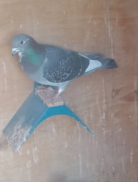 فحل للبيع ديميري اشعل موديل 21 الفحل يشد  اي استفسار راسلوني على الخاص...