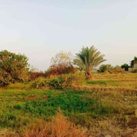 بابل طريق بكر • ٣ دونم وربع • بيت متكامل