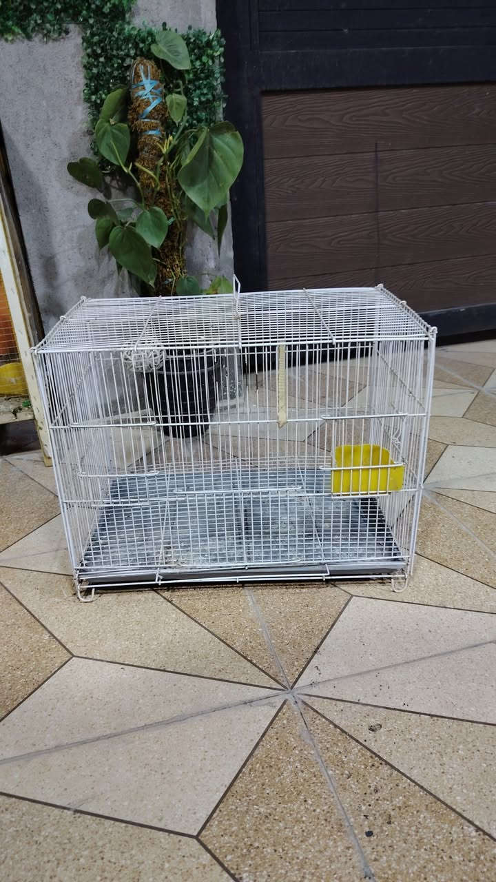 قفاصه طيور كلش نضيفات الخشب ٣٠ والحديد ١٥ وبيهن مجال


**إذا كنت صاحب هذا الإعلان وتريد حذفه لأي سبب، رجاءا أرسل رسالة إلى الدعم الفني**