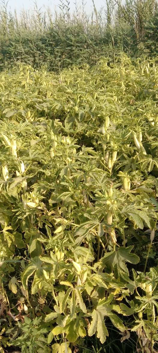 يوجد  بذور بانيه لهلوبه متعهد بيه للحوي وشتريد اني حاظر
لعنوان بابل لمسيب

***********

***********
