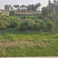 ديالى ناحية كنعان • ٣٨٠٠م • سند زراعي ٢٥