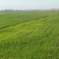 383دونم وجه الشارع العام بغداد كوت سند مستقل سند ٢٥دوانم  مي وكهرباء س...