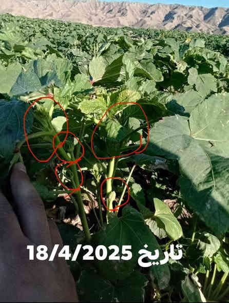 يوجد بذور باميه حسناويه تركي البيع درجه اوله مكفوله وشرط شرط النتاج فول والله الستفسار عله رقم *********** السعر 20الف النتاج فول الموقع الحوائج
