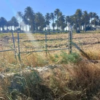 أرض زراعية • كوت اليوسفيه • ٥ دونم