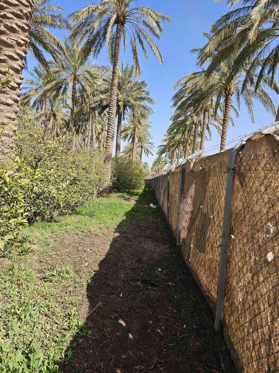 سلام عليكم برتغال ونخيل طابو صرف 3ونص دونم  يوجد ماطور ماء بير   محافظة اديالى ناحية المنصورية  و مع  بيت مشتمل الاستفسار علا الرقم ***********
