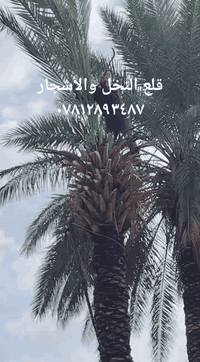 اتصل بنا اجيك أقلع النخل والأشجار ٠٧٨١٢٨٩٣٤٨٧
