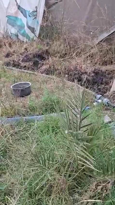 يوجد دونم  وربع خلف المعهد الفني منطقة الدويهيه  مسيح بي ار سي الواحهه ٥٠ والنزال ٨٠ النهر على جهة وجه البستان بيه بيت كرفانات بسيط مخدوم انواع النخيل برحي ومجهول وتبرزل وشويثي وزاهدي واصناف اخرى سعره ٩٠ وبيها مجال بسيط للتواصل ***********
