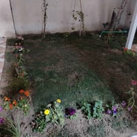 الكندي • جديد • عايله زغيره