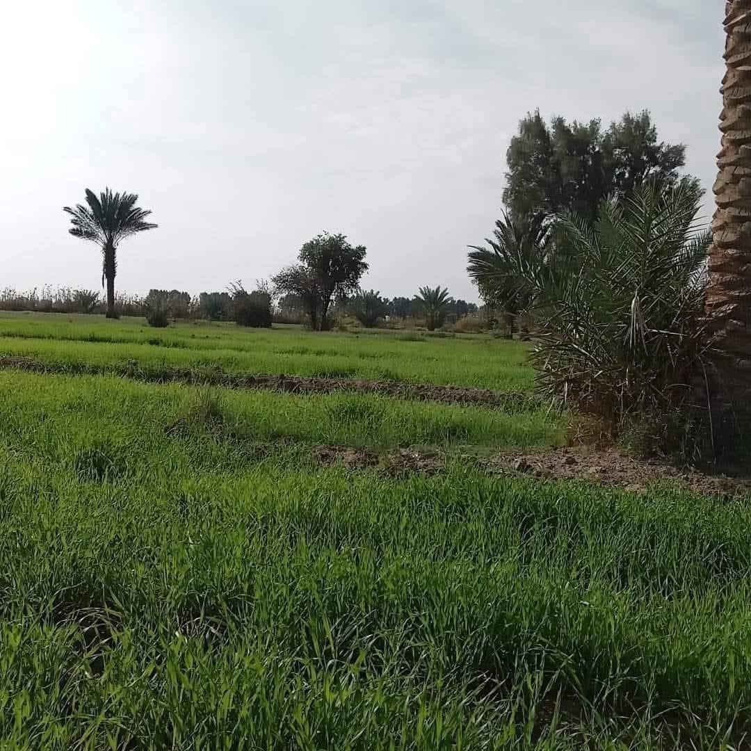 ارض زراعيه للبيع مساحتها 12 دونم ويوجد بها بيتين بناء حديث ويوجد فيها ماء في الصيف والشتاء للزراعه ويوجد بها أكثر من 50 نخله وماره بها اعمده الكهرباء وماء اسأله ومدرسه قريبه ومستوصف وأرض صالحه جدا للزراعه.
عنوانها :- بابل _الحمزه الغربي.
تبعد عن السريع الدولي مايقارب 3 كيلومتر في منطقه الكصيرات  ارض اصلاح زراعي وعن الشارع التبليط الفرعي مايقارب 400 متر الدونم 10 ملايين وبيه مجال . جميع التفاصيل الاخرئ يم صاحب الأرض أرقامه 👇
للاتصال :-***********
ارض زراعيه للبيع مساحتها 12 دونم ويوجد بها بيتين بناء حديث ويوجد فيها ماء في الصيف والشتاء للزراعه ويوجد بها أكثر من 50 نخله وماره بها اعمده الكهرباء وماء اسأله ومدرسه قريبه ومستوصف وأرض صالحه جدا للزراعه.
