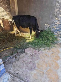 هاشه • ضمان كامل • جرف البركات