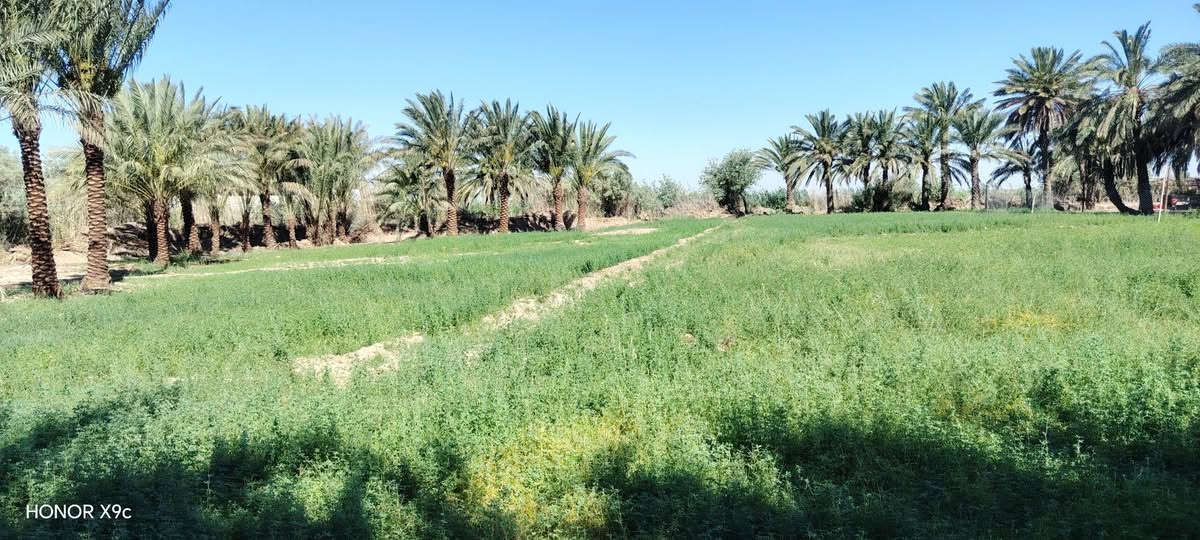 يا الله سلام عليكم ارض زراعيه للبيع دونم اونص معه بيت معه كراجات ٢ معه محصار ماء وكهرباء مكان ناضم رقم ٤ بصفحت الشط 
 خاص ماجاوب ستفسار ***********
