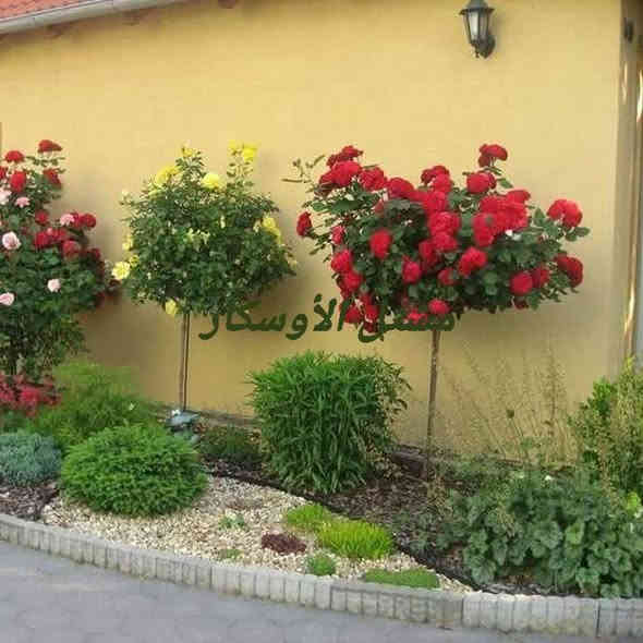 توفر من جديد 
جوري ستاند من مناشئ اوربية 
وبعمر كبير والوان مختلفة 

📍 زورونا في موقعنا:
مشتل الأوسكار – حي الحنانة – شارع نجف _ كوفة
(مقابل غرفة تجارة النجف و فريندز كافيه ومطعم شريف– مجاور متنزه الحنانة العائلي)

🕗 أوقات الدوام:
من 8:30 صباحاً إلى 8:00 مساءً

📞 للطلب والاستفسار:
*********** – ***********
(اتصال / واتساب / مراسلة عبر فيسبوك)
 متوفر دفع  زين  كاش ومتوفر ماستر  

🚗 يتوفر توصيل داخل النجف
موجودين في تطبيق توترز لبعض المواد الزراعية 

أهلاً وسهلاً بكم دائماً في مشتل الأوسكار 🌹🌹🌹
