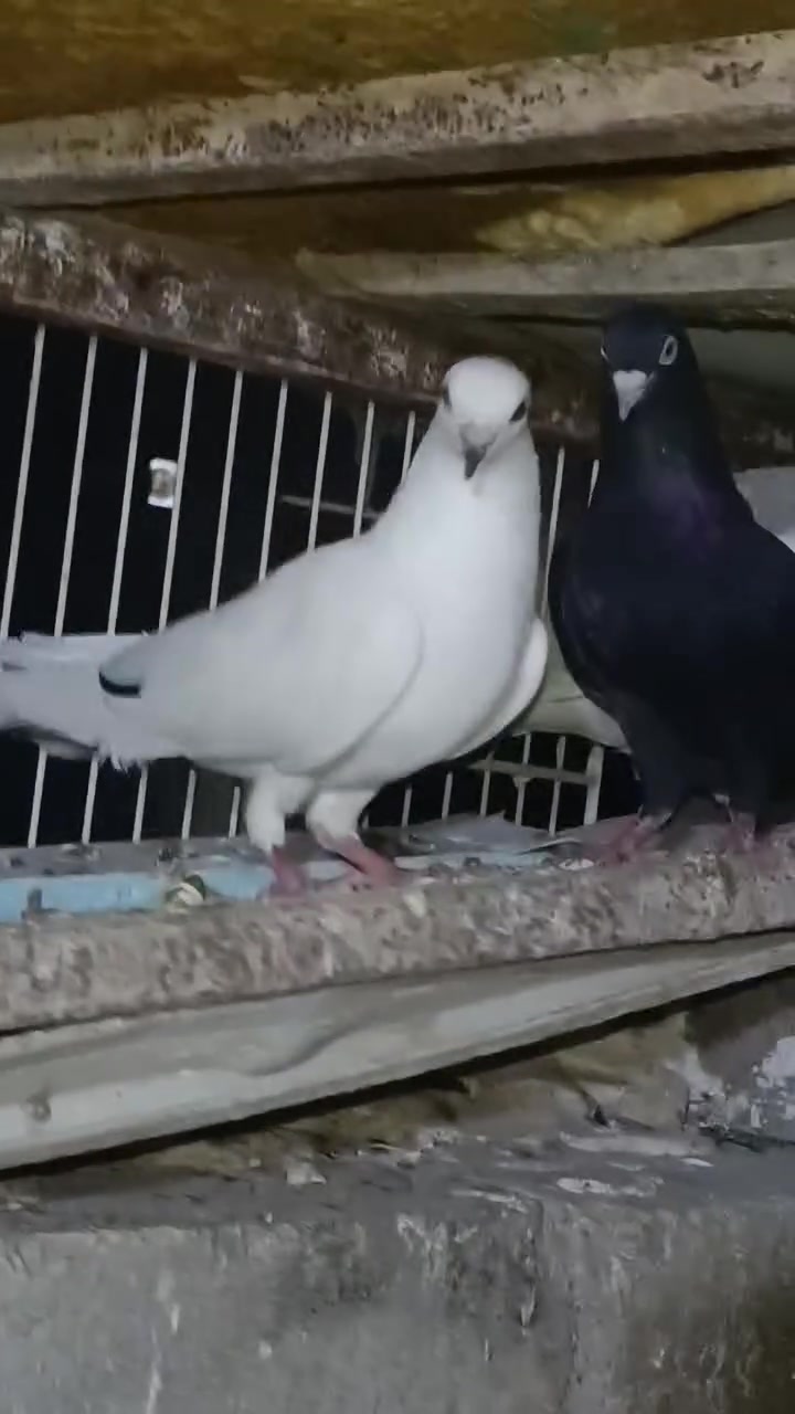 زوجين بصراويات متاح 
الأسود وياهم زوجين افراخ


**إذا كنت صاحب هذا الإعلان وتريد حذفه لأي سبب، رجاءا أرسل رسالة إلى الدعم الفني**