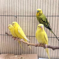 طيور حب • هولنديات • عيون حمر