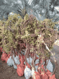 مشتل الربيع لبيع كافة انواع العنب الحلواني والكمالي ويضاآ انواع النخيل كافه الكبير العنوان بابل السياحي للاتصال والاستفسار ***********
