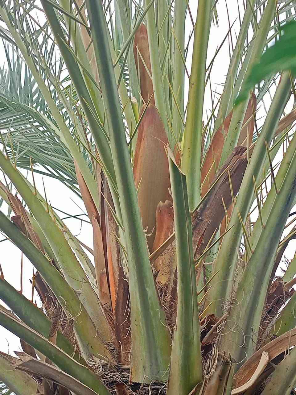 للبيع طلع فحل غنامي في قضاء المدينه ***********
