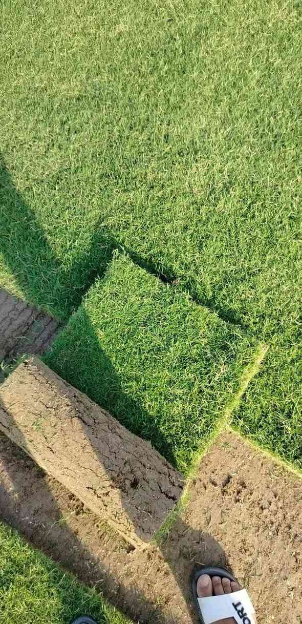 ثيل ديالى تجهيز كافه اداوار و حدائق المنزليه جميع للنواع سعر حسب الكميه تريده بس  او توصيل معه الفرش *********** الاستفسار
