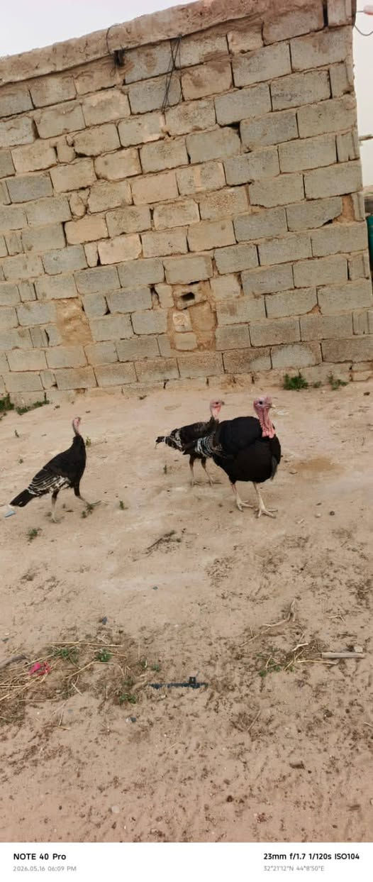 سلام عليكم:: للبيع: فسيفس ومعه ثنين نثايه +بشوش مصري +ديوجه دجاج للبيع السعر التصال على هاذه الرقم ‏‪0774 401 7359‬‏مكان كربلاء
