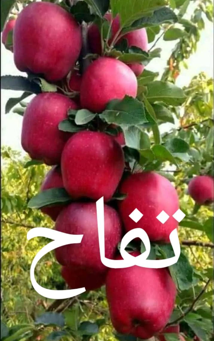 متوفر الان في مشتلنا بحجم كبير
***********
ناحية الزاب مفرق الصباغية
